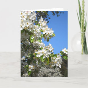 Apple Blossom Greeting Card