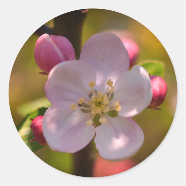 Apple Blossom in Spring Classic Round Sticker (Front)
