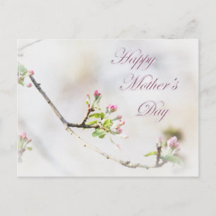 Apple Blossom Mother's Day Postcard