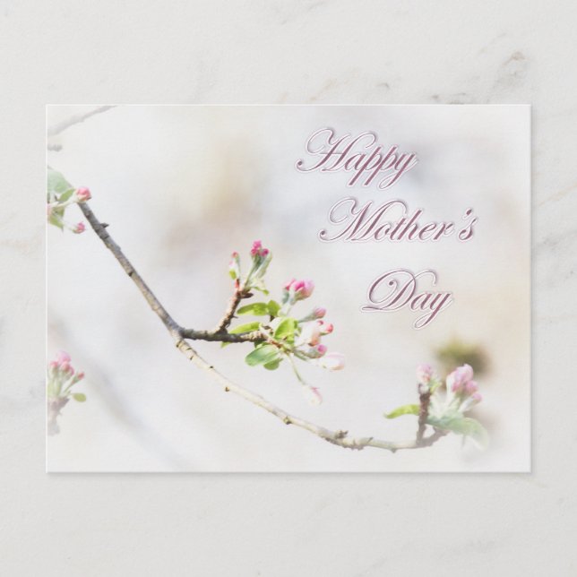 Apple Blossom Mother's Day Postcard (Front)