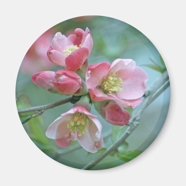 Apple Blossom #P0356 Magnet (Front)