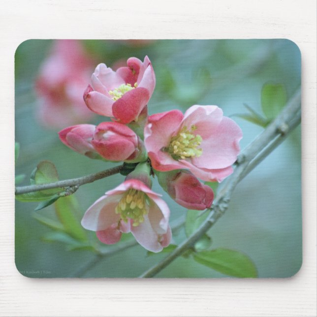 Apple Blossom #P0356 Mousepad (Front)