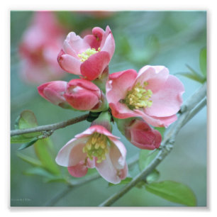 Apple Blossom #P0356 Photo