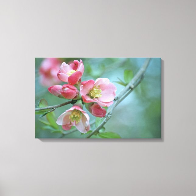 Apple Blossom #P0356 Wrapped Canvas (Front)
