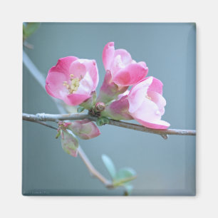 Apple Blossom #P0358 Magnet