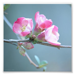 Apple Blossom #P0358 Photo