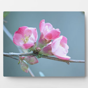 Apple Blossom #P0358 Plaque