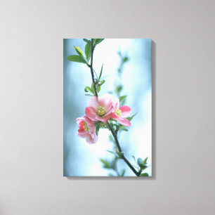 Apple Blossom #P0365 Canvas Print