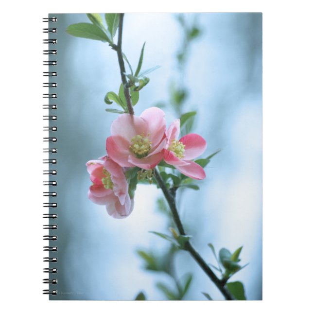 Apple Blossom #P0365 Notebook (Front)