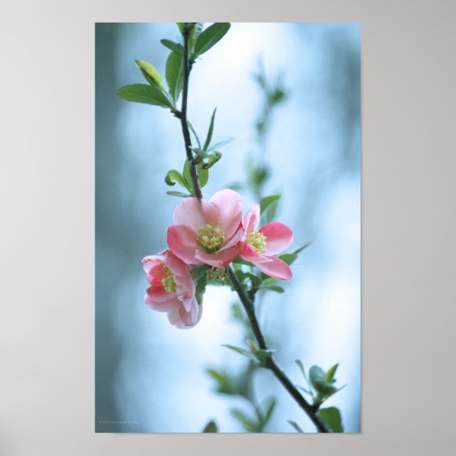 Apple Blossom #P0365 Poster (Front)