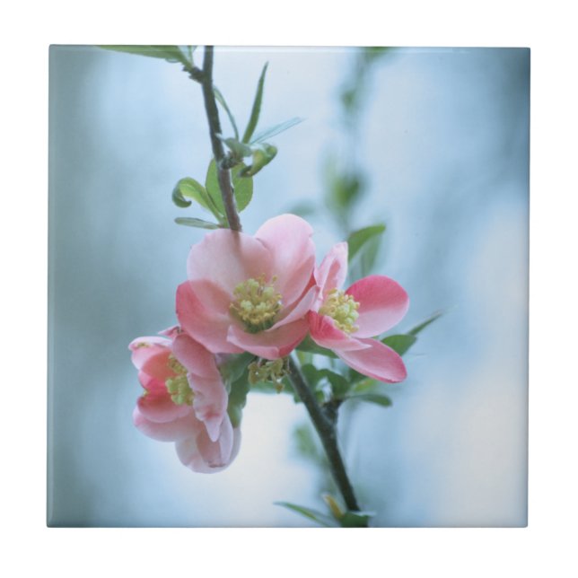 Apple Blossom #P0365 Tile (Front)