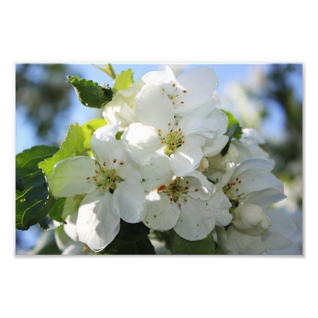 Apple Blossom Photo Print (Front)