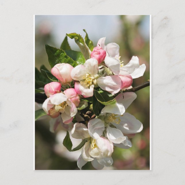 Apple blossom postcard (Front)