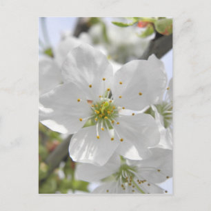 Apple Blossom Postcard