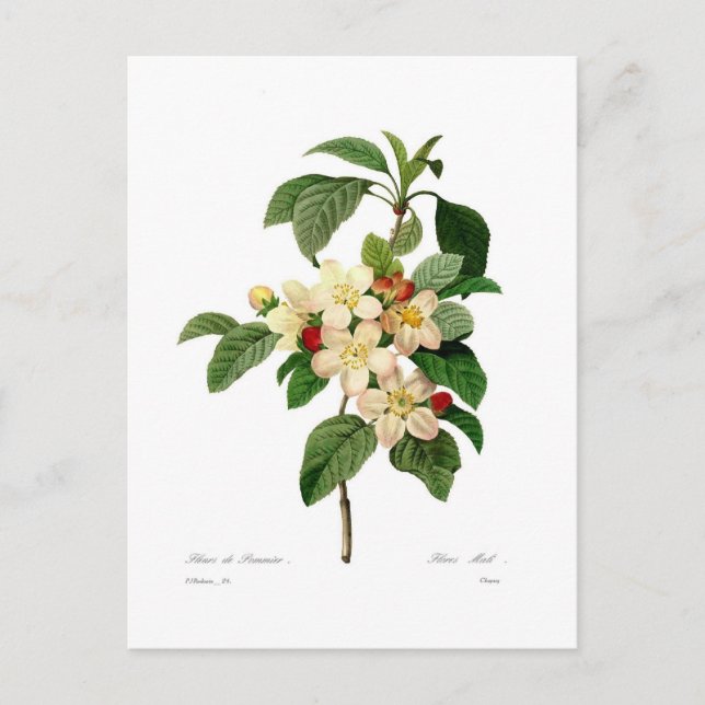 Apple blossom postcard (Front)