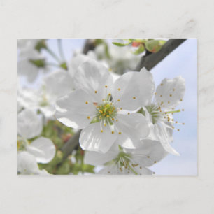 Apple Blossom Postcard