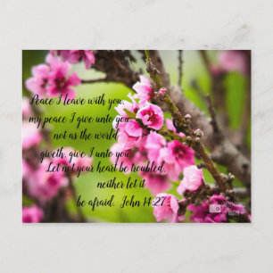 Apple Blossom Postcard
