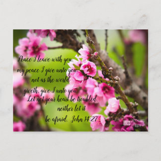 Apple Blossom Postcard