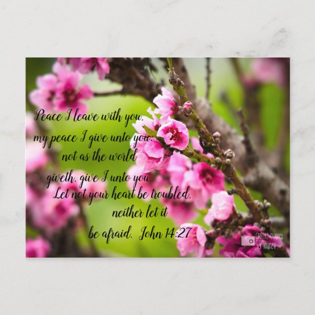 Apple Blossom Postcard (Front)