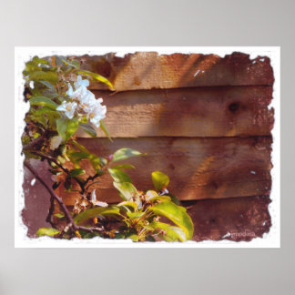 Apple Blossom Poster