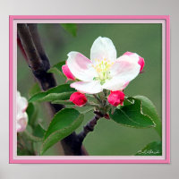 Apple Blossom Poster; Watercolor Impressionistic