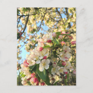 Apple Blossom Sunshine Postcard