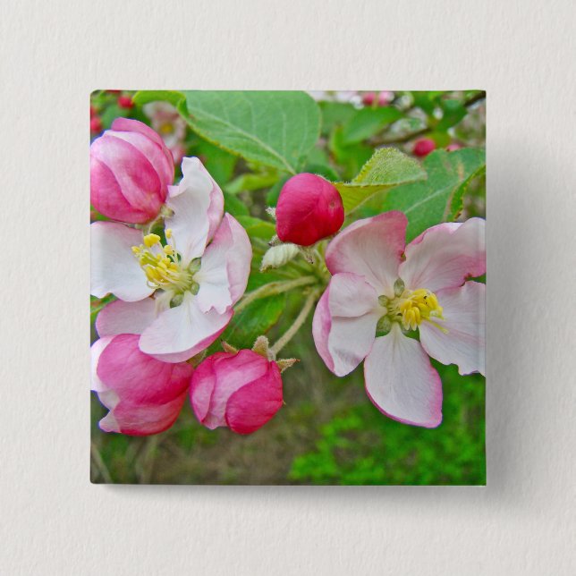 Apple Blossom Time 15 Cm Square Badge (Front)