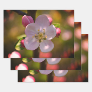 Apple Blossom Wrapping Paper Sheet