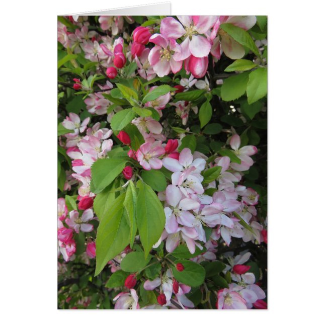 Apple Blossoms (Front)