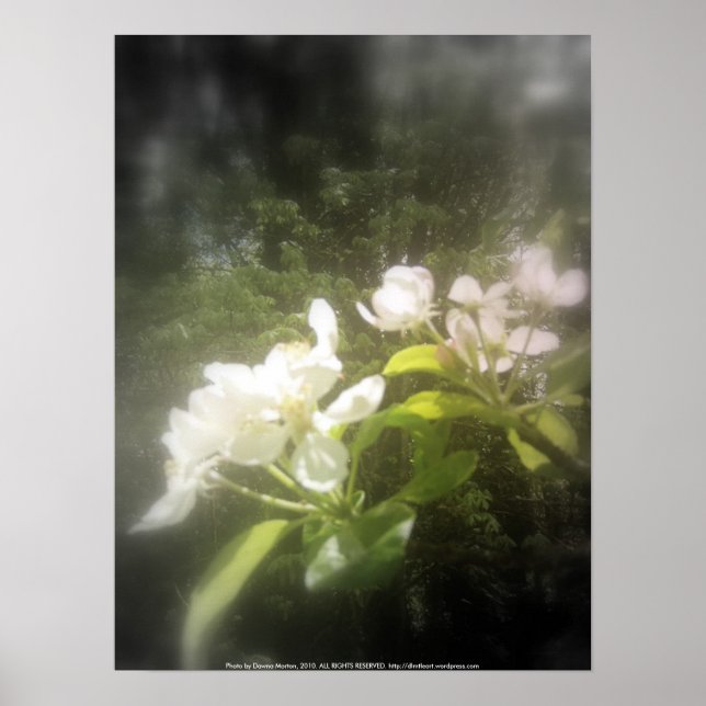 apple blossoms #2, focal black and white poster (Front)
