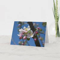 Apple blossoms - A blooming branch of apple tree 