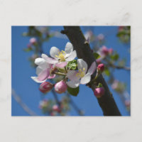 Apple blossoms - A blooming branch of apple tree 