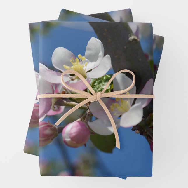 Apple blossoms - A blooming branch of apple tree  Wrapping Paper Sheet (In situ)