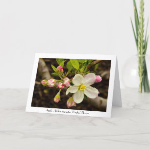 Apple Blossoms All Occasion Greeting Thank you Card