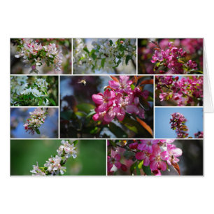 Apple Blossoms and Honey bees