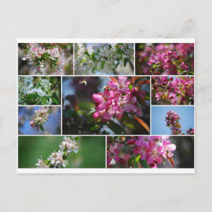 Apple Blossoms and Honey Bees Postcard