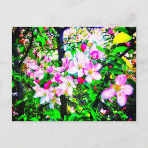 APPLE BLOSSOMS BRIGHT POSTCARD