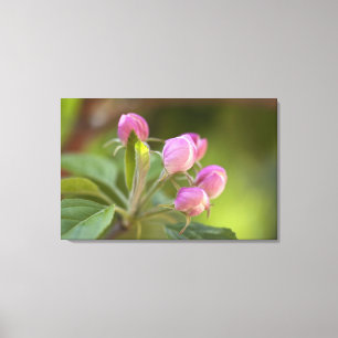 apple blossoms canvas print