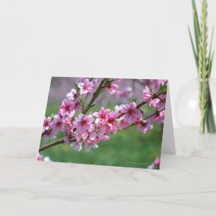 Apple Blossoms Card
