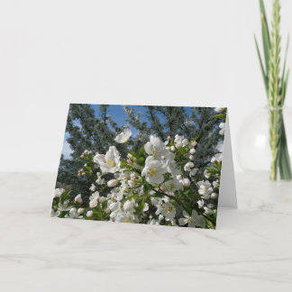 Apple Blossoms Card