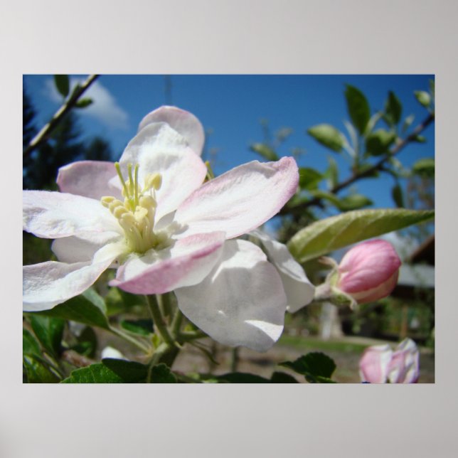 APPLE BLOSSOMS Flowers Art Prints Framed Art (Front)