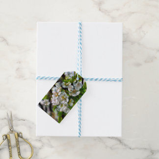 Apple Blossoms Gift Tags
