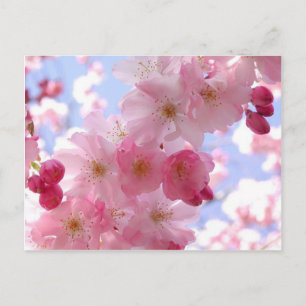 apple blossoms postcard