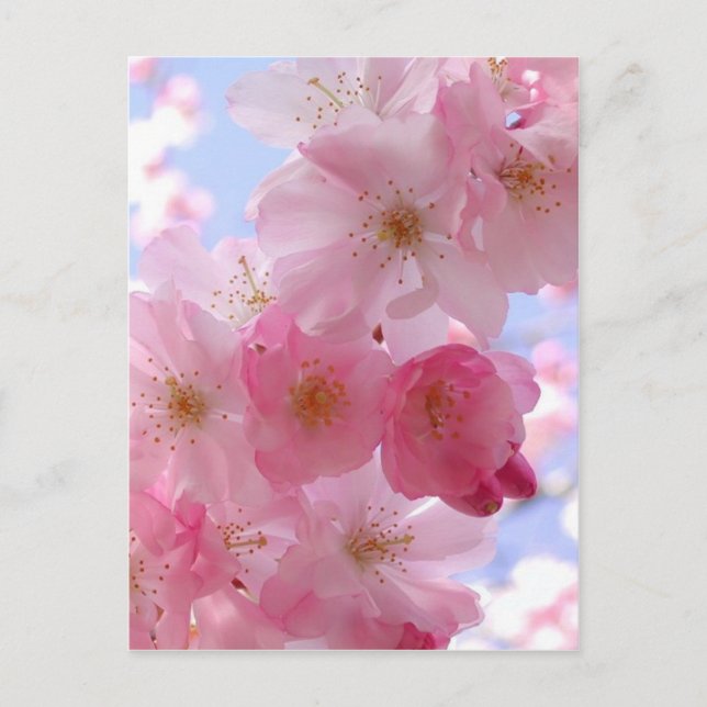 apple blossoms postcard (Front)