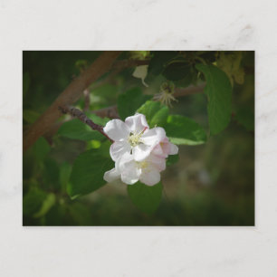 Apple Blossoms Postcard