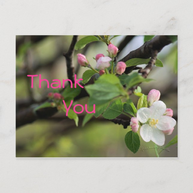 Apple Blossoms Postcard- customise any occasion Postcard (Front)