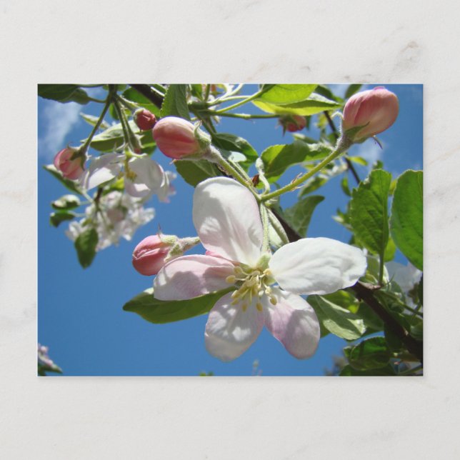 APPLE BLOSSOMS Postcards Spring Post Cards (Front)