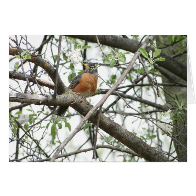 Apple Blossoms & Robin, Spring (Front Horizontal)