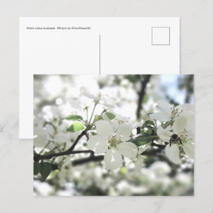 Apple Blossoms Spring Tree Nature Photography Postcard