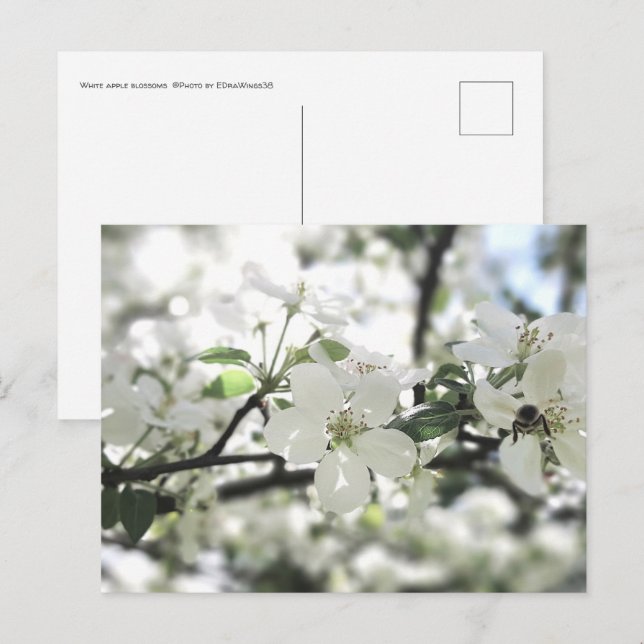 Apple Blossoms Spring Tree Nature Photography Postcard (Front/Back)